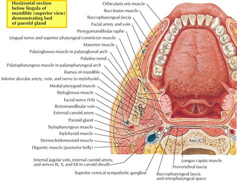 Mandible jaw bone anatomy, parts, function & mandible dislocation
