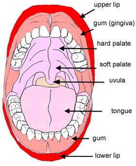 Hard Palate Histology