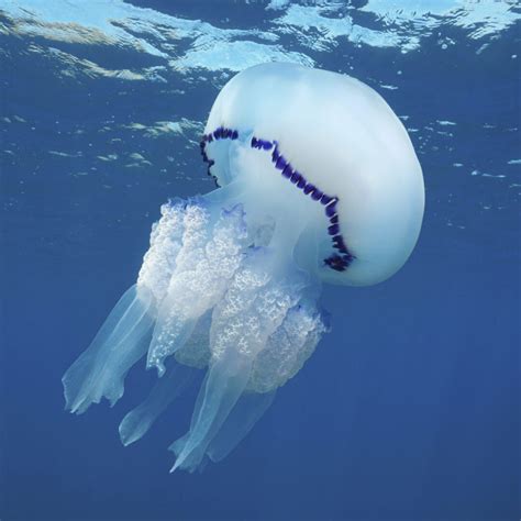 10 Largest jellyfish in the world (with photos) - Factopolis