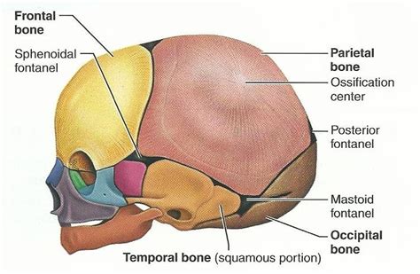 Cranial fontanelles