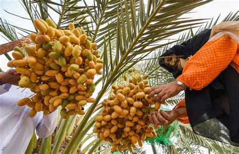 United Arab Emirates holds Liwa Date Festival to promote local culture ...