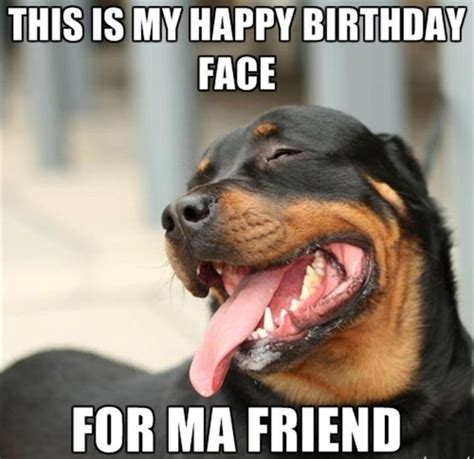 Pin by Diana Regina on Happy Bday/Feliz Aniversario/Iom Uledet Sameaj! | Funny dog memes, Happy ...