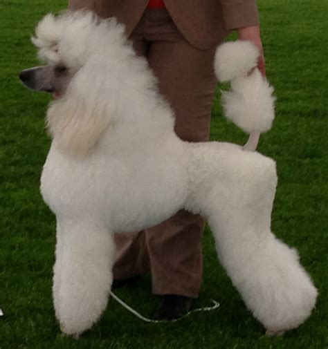 File:Poodle, cropped.JPG - Wikimedia Commons