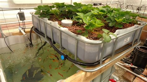 The Most Profitable Jobs You Can Start With A Backyard & A Basement: Worm Farm & Aquaponics ...