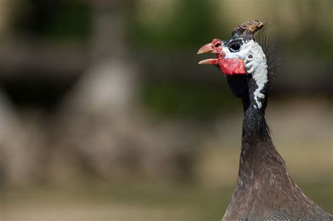 Helmeted Guineafowl | Copyright-free photo (by M. Vorel) | LibreShot