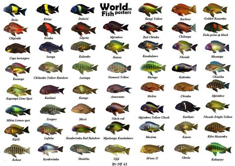 #irantropheus #tropheus cichlid#moorii#tanganikafishlover Name&Appearance Found online نام و شکل ...