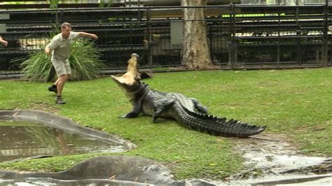 Remembering Steve Irwin - Australia Zoo - 2015 - YouTube