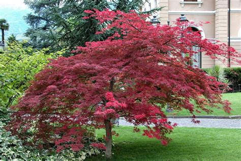 17 Of The Best Dwarf Japanese Maple Varieties Gardener's