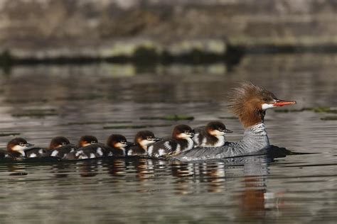 Common Merganser with ducklings Photograph by Mark Wallner - Fine Art America