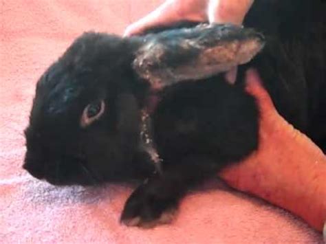 Rabbit with massive mite infestation is rescued by Harvest Home Animal ...