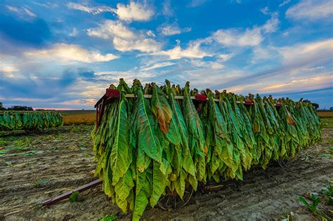 Tobacco Plants Transformed into 'Green Bioreactors' to Benefit Human Health - Drug Discovery and ...