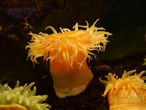 Sea anemone – Telegraph