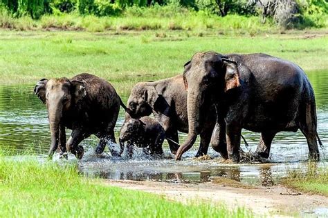 Wasgamuwa National Park Safari | Jeep Safari in Wasgamuwa Park