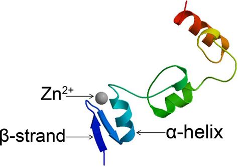 Frontiers | C2H2 Zinc Finger Proteins: Master Regulators of Abiotic ...