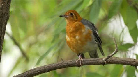 American Robin Chirping Making Call Sound Stock Footage Video (100% Royalty-free) 1010411171 ...