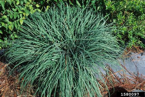 Carex flacca (glaucous sedge): Go Botany