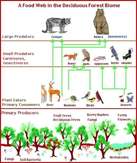 Deciduous Forest Food Web | Deciduous forest biome, Food web, Biomes