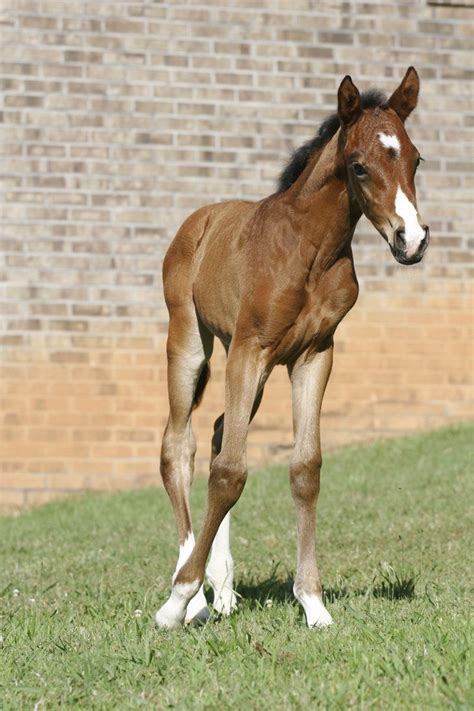 A bay Dutch Warmblood filly #foal | Dutch warmblood, Foals, Warmblood