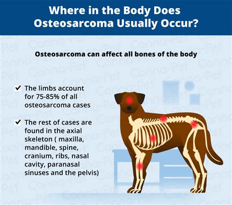 How Aggressive Is Osteosarcoma In Dogs