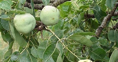 Marula Tree - Trees - South Africa