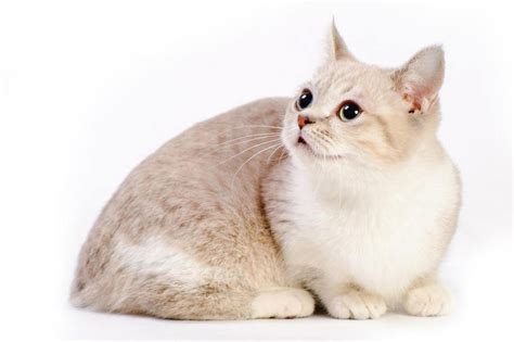 Miniature Cats – The 7 Smallest Cat Breeds | Munchkin cat, Cat breeds, Cats