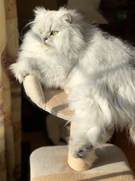 Persian Cat Very Fluffy - Pets Lovers