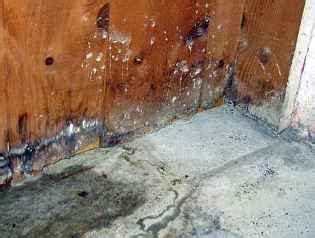 Water Damage Mold .............How To Find and Get Rid Of Mold