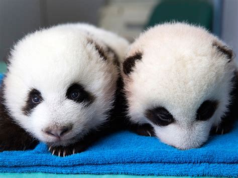 'Indescribably beautiful': Public names twin giant panda cubs - NBC News