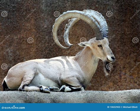 Ibex Goat Royalty-Free Stock Image | CartoonDealer.com #43860700