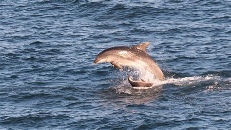 Porpoise spotted playing with dolphin pod in rare sighting off Cornwall ...