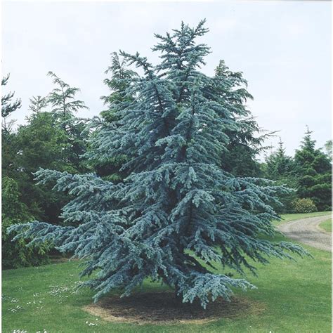 5.5-Gallon Blue Atlas Cedar Feature Tree (L4673) at Lowes.com