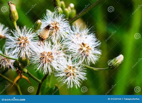 Natural grass flowers stock photo. Image of nature, environment - 31233154