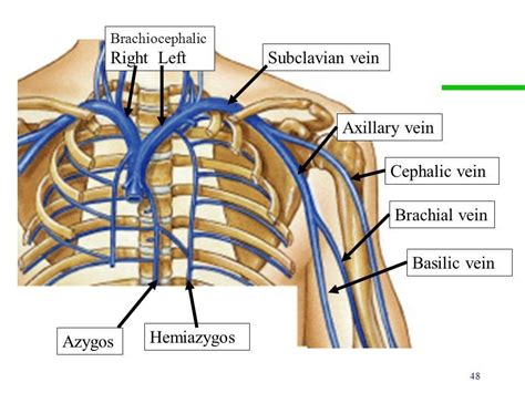 Pin de Naihomi C en a&p | Anatomía, Cardiología