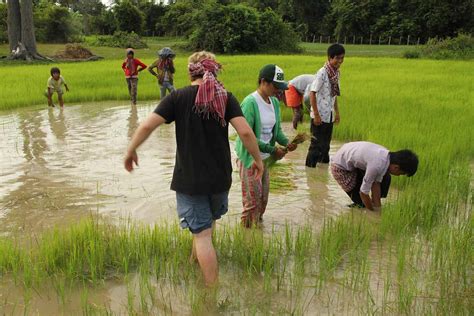 The Ricefields of Cambodia - beautiful to look at **Photostory**