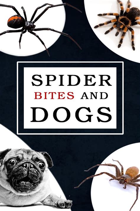 Spider Bite Treatment For Dogs | 99Tips