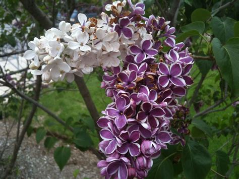 Her ‘Sensation’ lilac looks different this year. Enjoy! - Indiana Yard ...