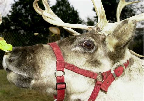 The Alabama reindeer who starred in 1989’s ‘Prancer’ - al.com