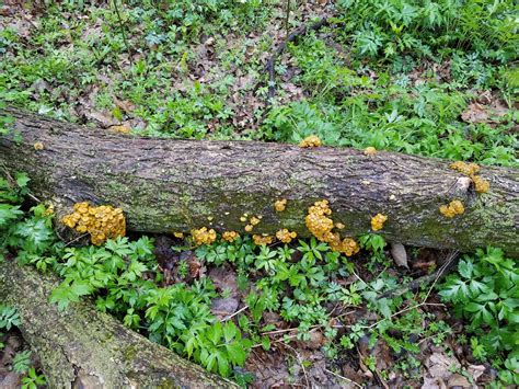 Golden Oyster Find - Mushroom Hunting and Identification - Shroomery ...