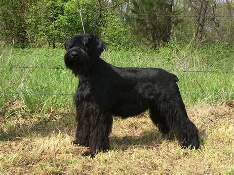 Giant Schnauzer Puppies For Sale | Harrisonville, MO #214719