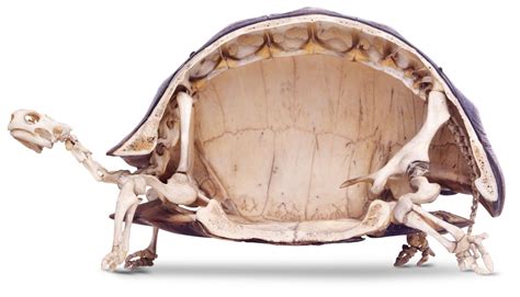 Tortoise Skeleton | Tortoise Anatomy | DK Find Out