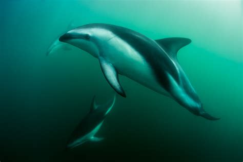 beautiful dusky dolphins photos kaikoura new zealand | George Karbus Photography