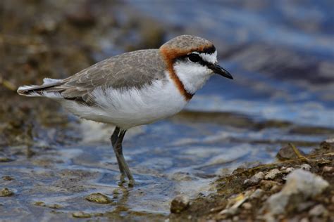 Chestnut-fronted Plover – Holmen Birding Safaris