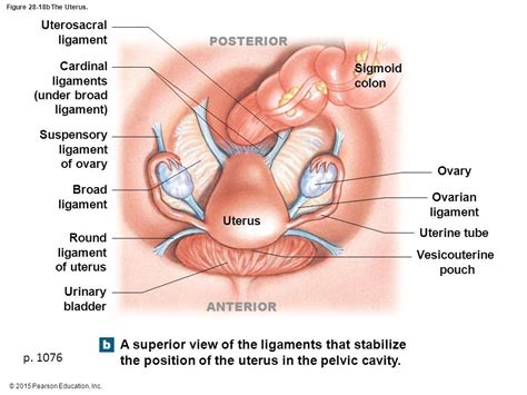 Ligaments Of The Female Reproductive Tract TeachMeAnatomy, 42% OFF