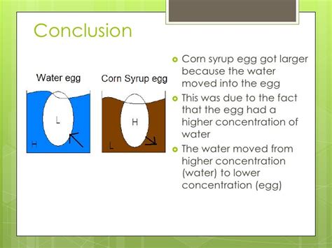 Egg osmosis experiment Jenny 816