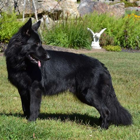 Black Long Haired German Shepherd | PETSIDI