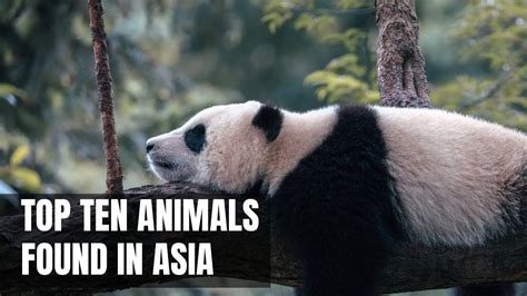 Best Of Asian Animals | Top 10 Animals Found In Asia | Most Rare Asian ...