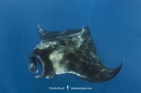 Caribbean Manta Ray - Mobula c.f. birostris