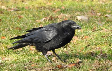 Crow Funeral - What Is it? | Wilstar Science