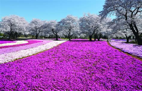 12 Things to Do in Gunma in Spring | All About Japan