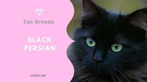 Black Persian Cat Breed - Facts, Origin, History and Personality Traits